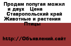 Продам попугая можнл и двух › Цена ­ 1 000 - Ставропольский край Животные и растения » Птицы   